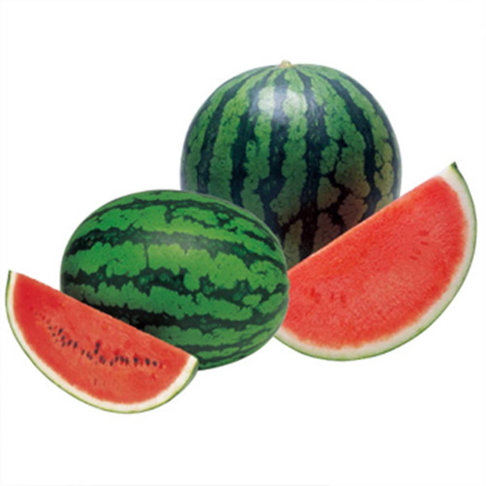 赤大玉まくらスイカ 紅まくら 接ぎ木苗2個～【野菜 接木苗9cmポット】