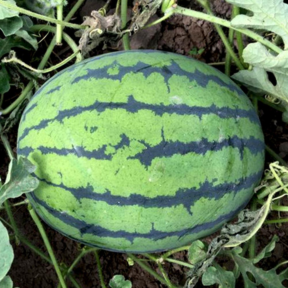 赤大玉まくらスイカ 紅まくら 接ぎ木苗2個～【野菜 接木苗9cmポット】