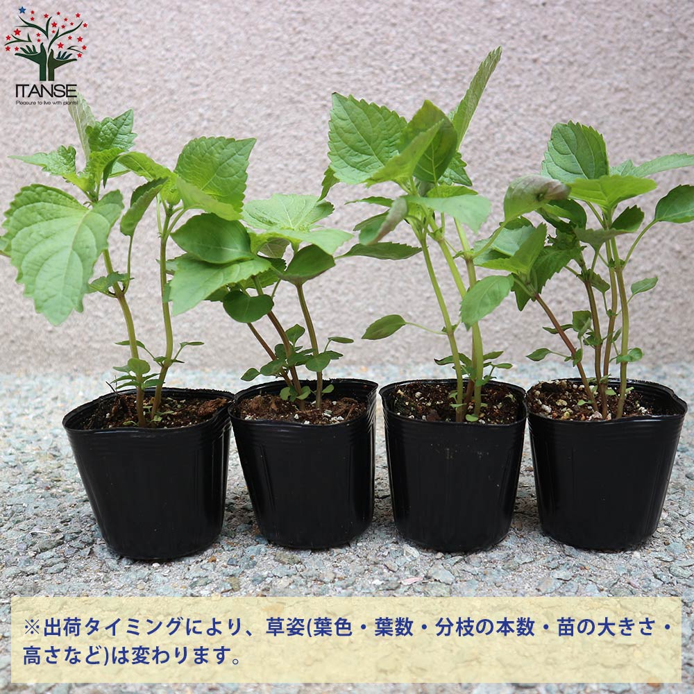 しその苗 青じそ2個～【野菜の苗 7.5cmポット】｜ 【植物の