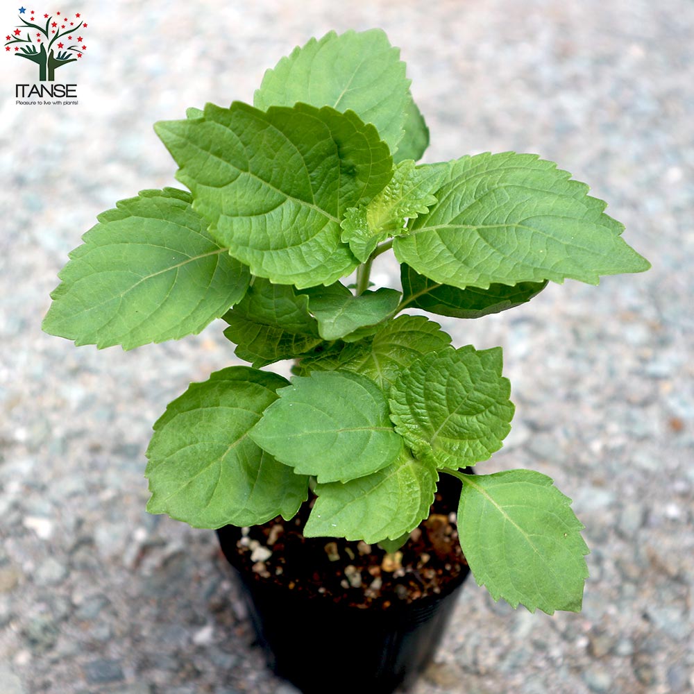 しその苗 青じそ2個～【野菜の苗 7.5cmポット】｜ 【植物の
