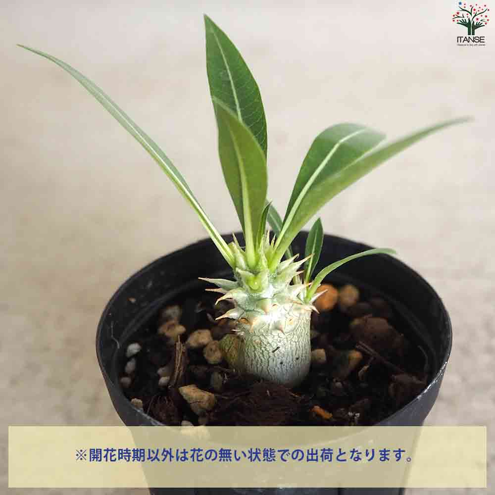 パキポディウム　ホロンベンセ（鉢付き可） パキポディウム：ホロンベンセ 3号鉢植え* の通販 | 園芸ネット