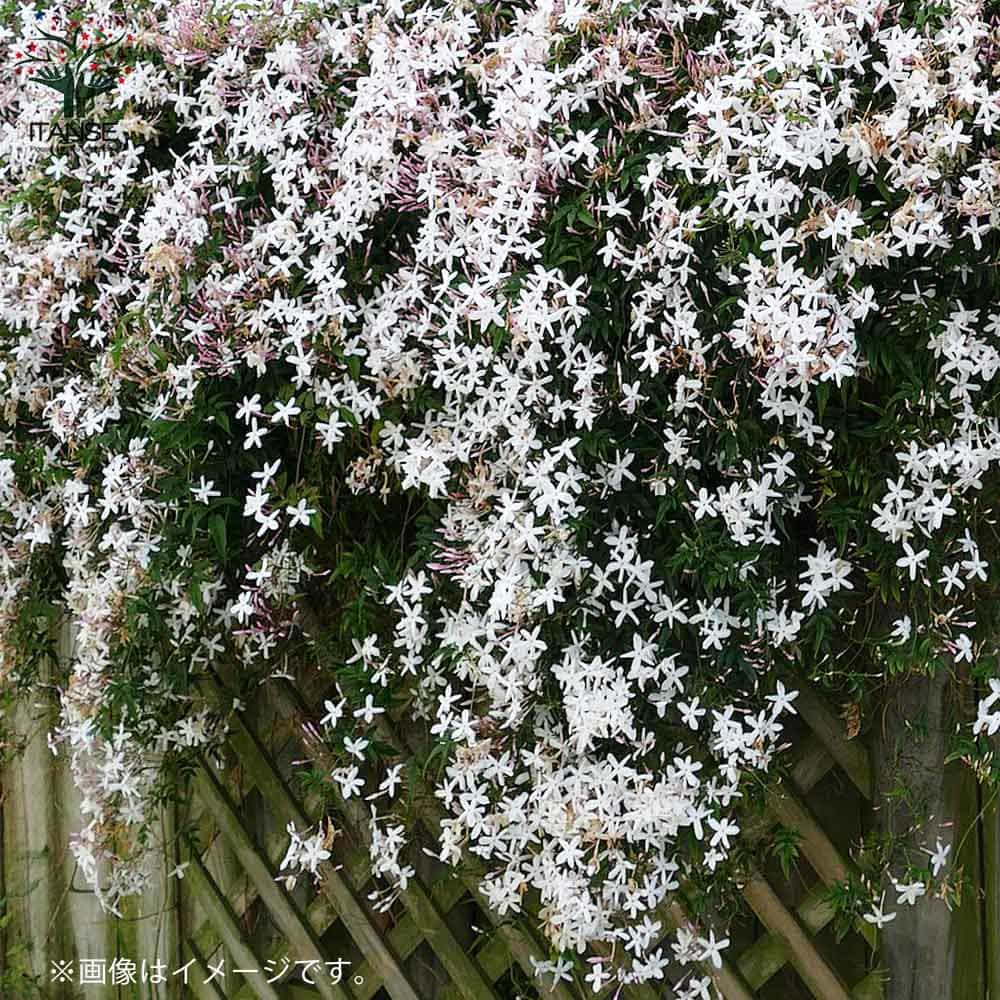 ジャスミン Amazon | 常緑低木 大輪 ジャスミン ホワイトプリンセス1株 | 植木