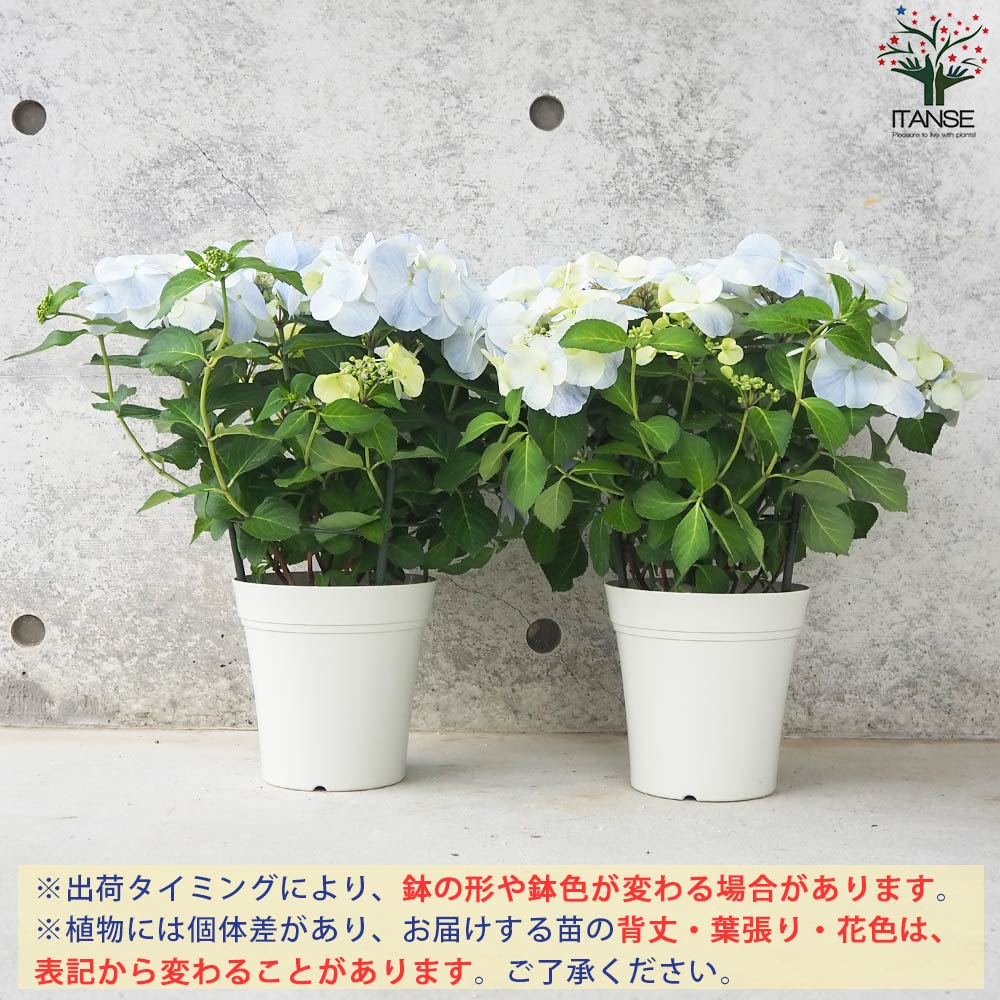 アジサイ フレンチボレロ ブルー【花苗 5号鉢】｜ 【植物の