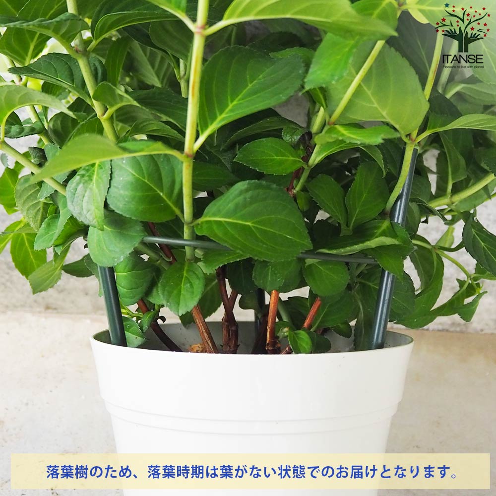 アジサイ フレンチボレロ ブルー【花苗 5号鉢】｜ 【植物の