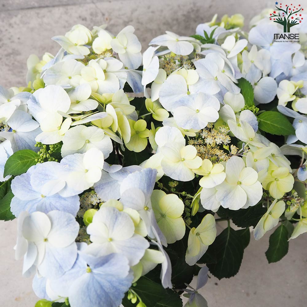 アジサイ フレンチボレロ ブルー【花苗 5号鉢】｜ 【植物の
