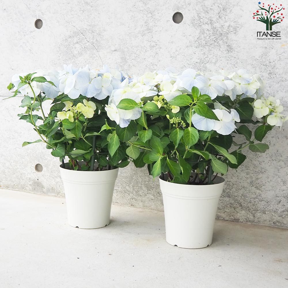 アジサイ フレンチボレロ ブルー【花苗 5号鉢】｜ 【植物の