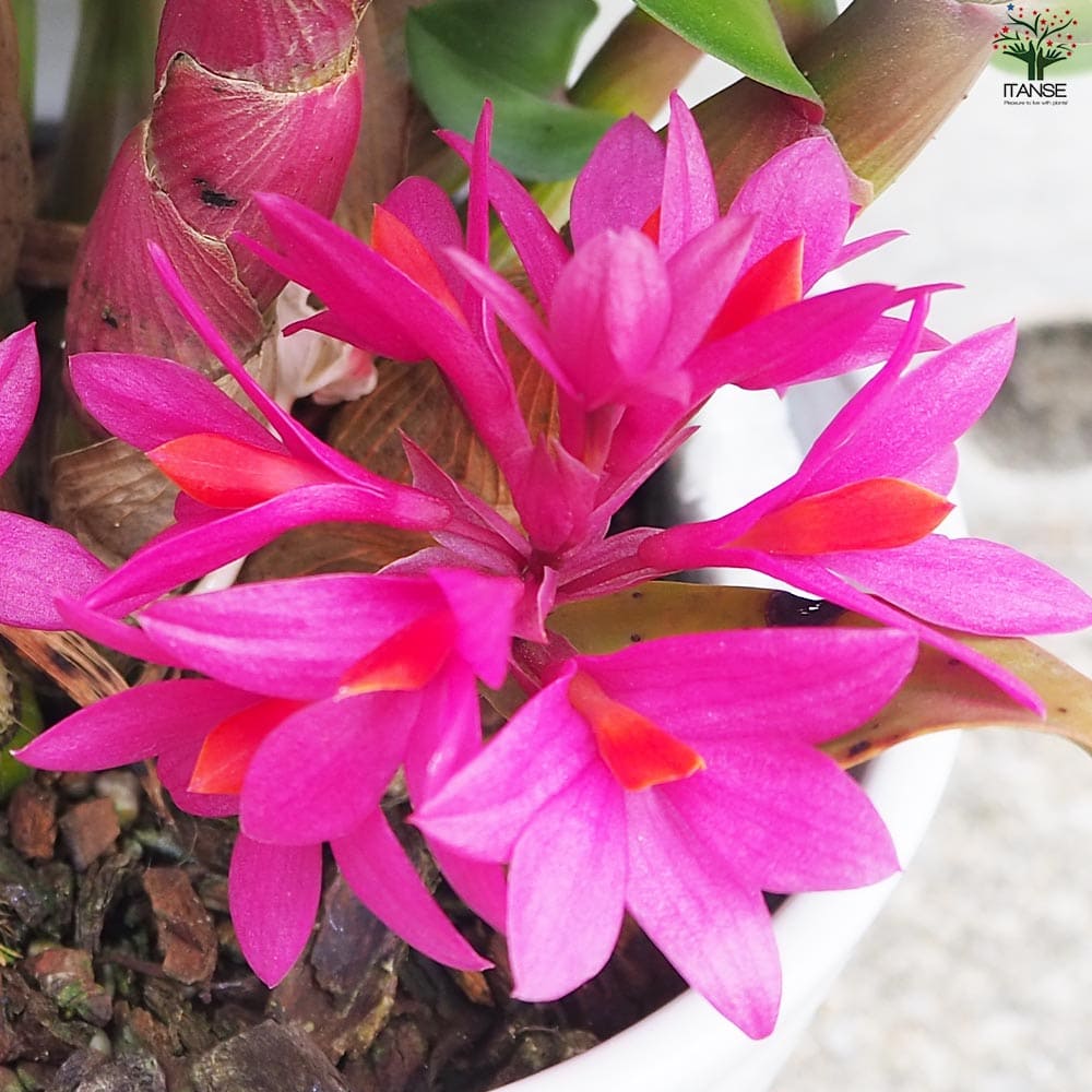 デンドロ ヒビキ濃ピンク【花苗 4.5号陶器鉢】｜ 【植物のITANSE