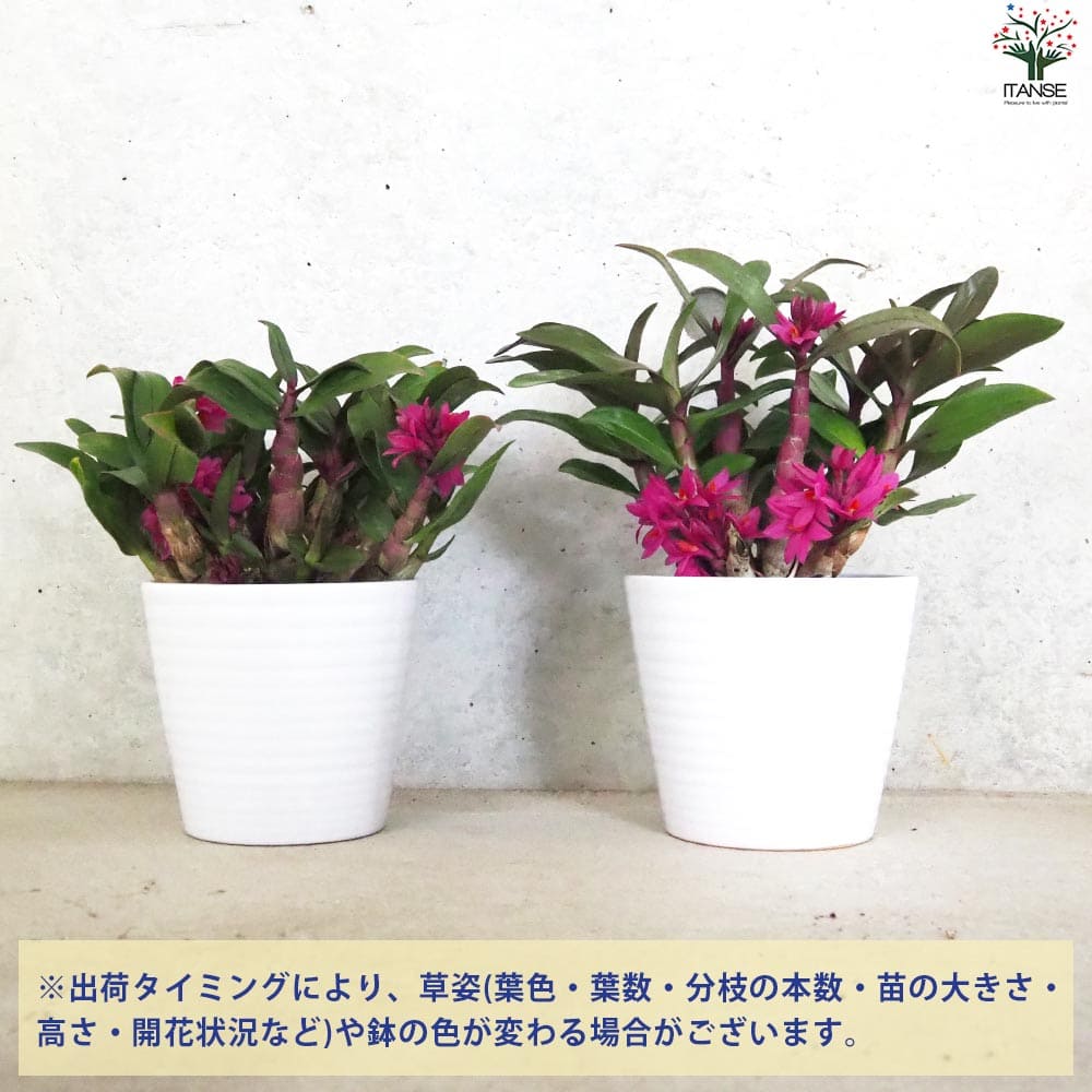 デンドロ ヒビキ濃ピンク【花苗 4.5号陶器鉢】｜ 【植物のITANSE
