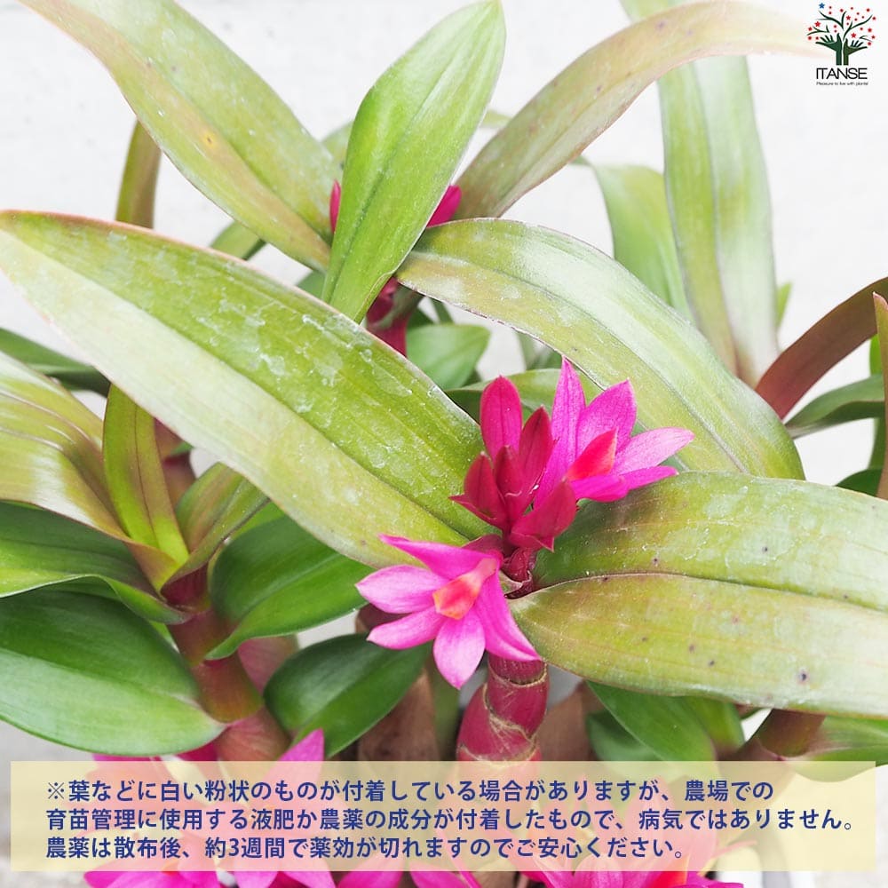 デンドロ ヒビキ濃ピンク【花苗 4.5号陶器鉢】｜ 【植物のITANSE