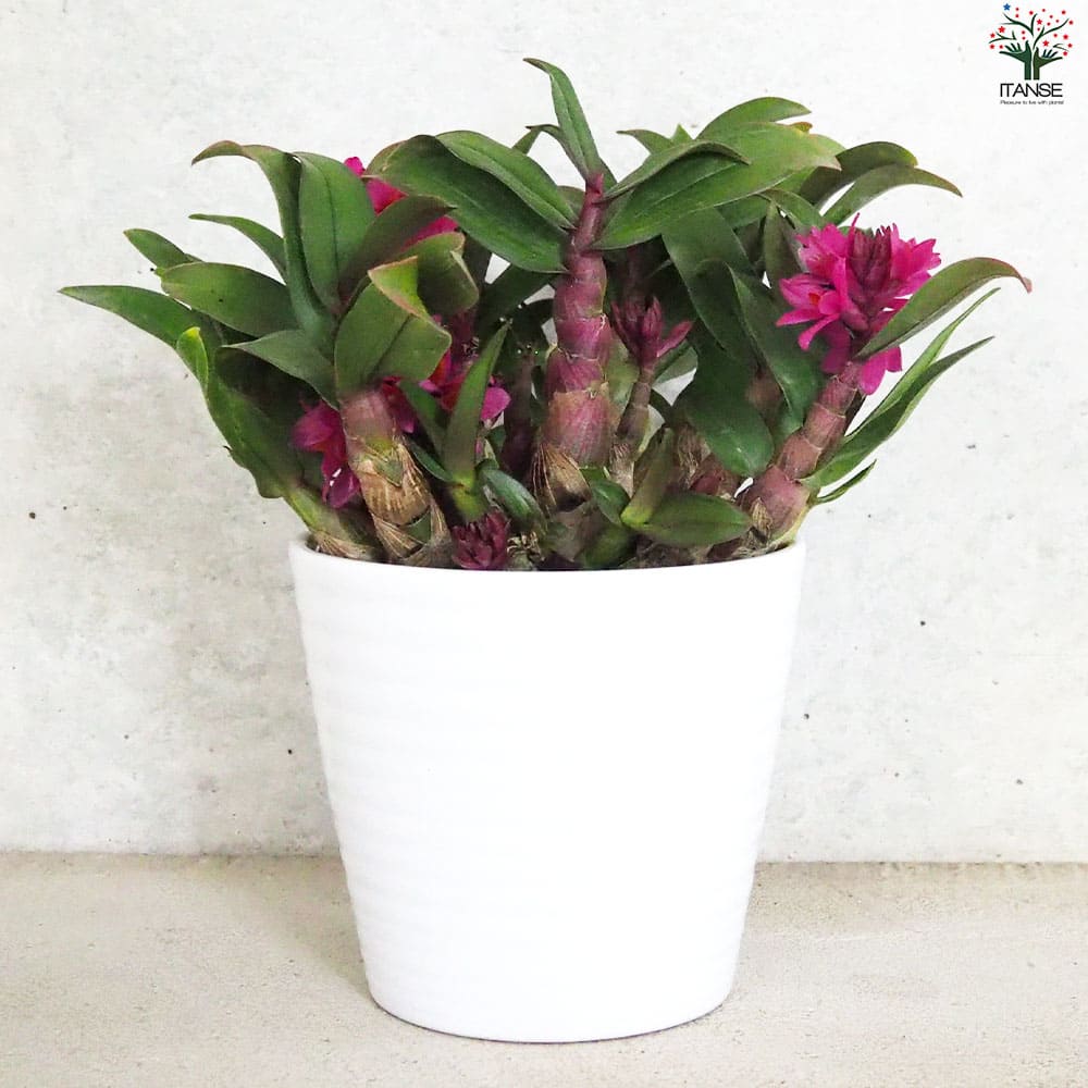 デンドロ ヒビキ濃ピンク【花苗 4.5号陶器鉢】｜ 【植物のITANSE