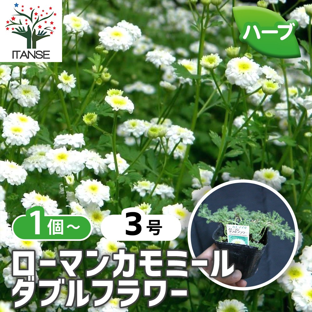 ローマンカモミール ダブルフラワー【ハーブ苗9cmポット／1個
