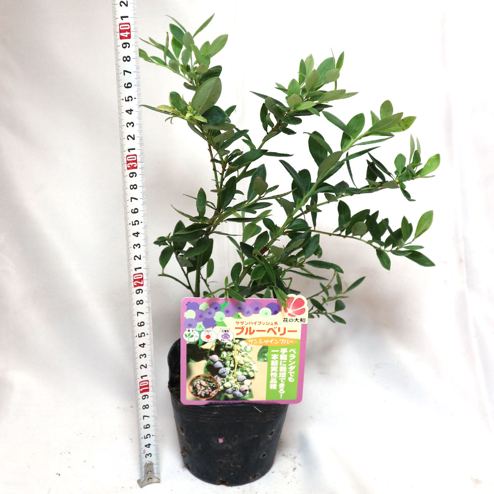 サンポリ｜＜10個セット品＞果樹栽培用 大型ポット サンポット65L Φ565Ｘ430mm｜法人様限定 サンポリ｜＜10個セット品＞果樹栽培用 大型ポット サンポット80L