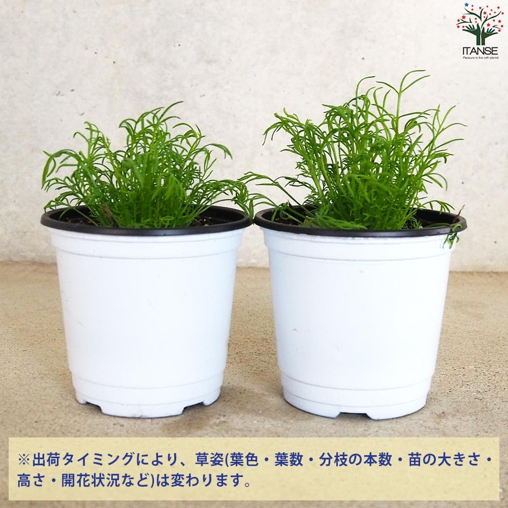 ジャーマンカモミール 10.5cm2個～【おうちで簡単！育てやすい10.5cmポットハーブ苗シリーズ！】