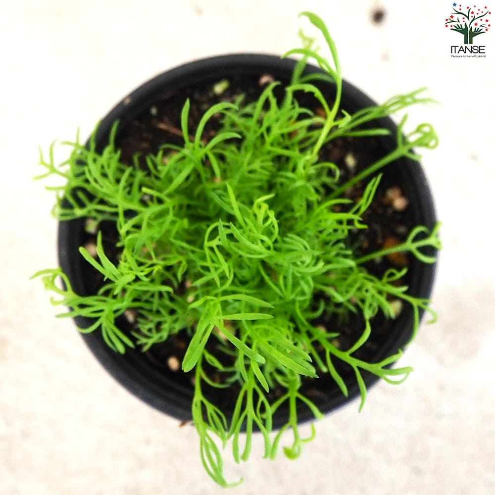 ジャーマンカモミール　5ml ジャーマンカモミール（オーガニック）｜フローラルウォーター