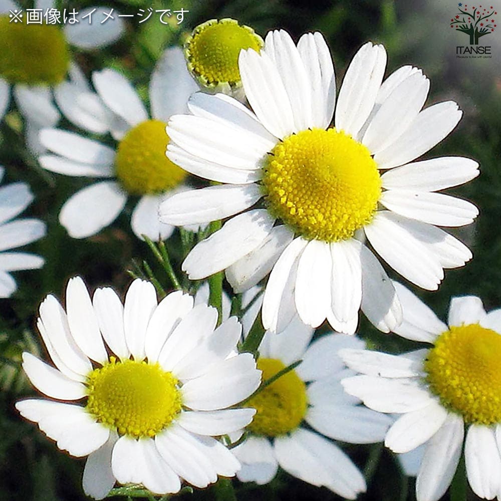 新品未使用】Young Living ジャーマンカモミール 5ml ジャーマン