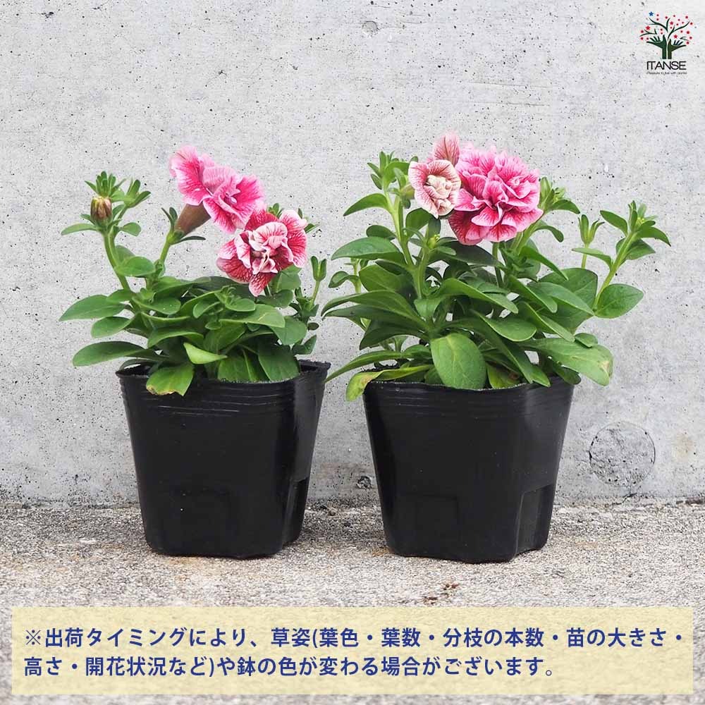 【花苗】ペチュニア　テヌート　極小輪　立ち性　ポットごと発送 楽天市場】極小輪 ペチュニア テヌート 3〜3.5号ポット苗 寄せ植え