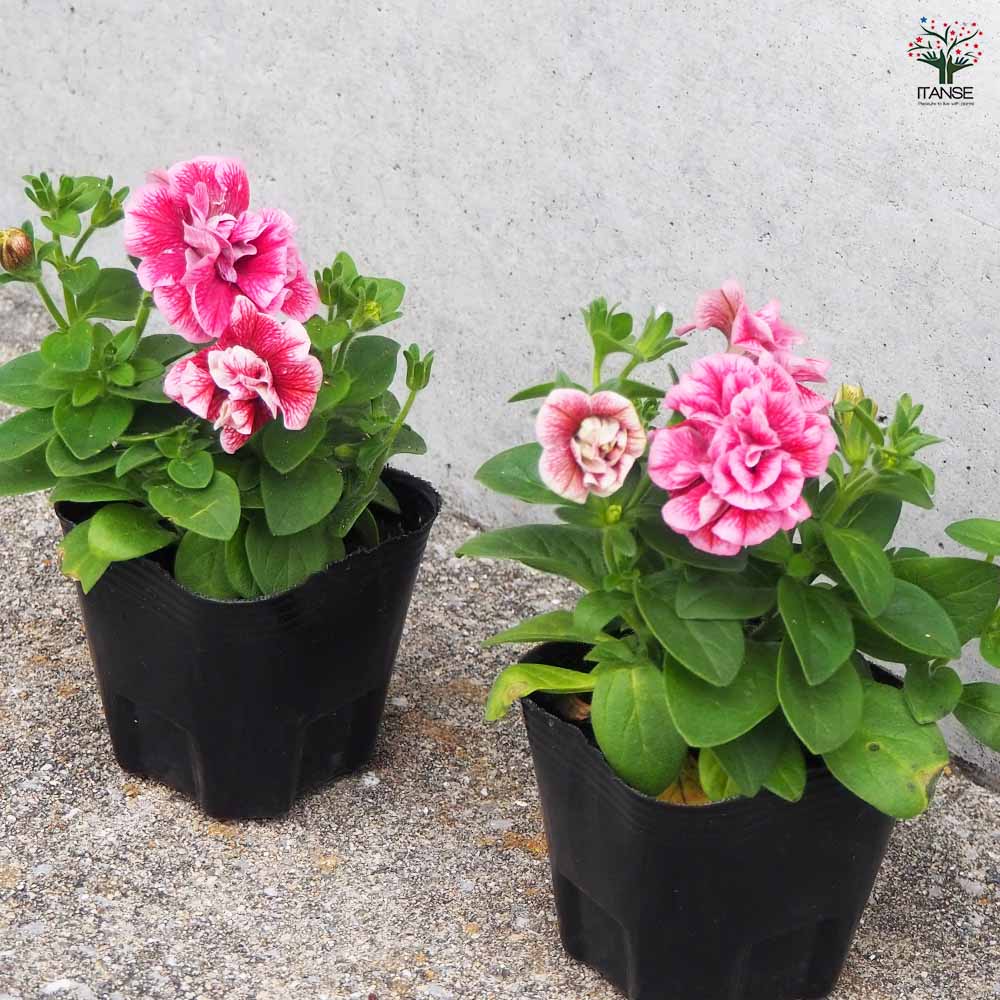 八重咲きペチュニア コンパクトピンクレッドベイン 【花苗 3号ポット