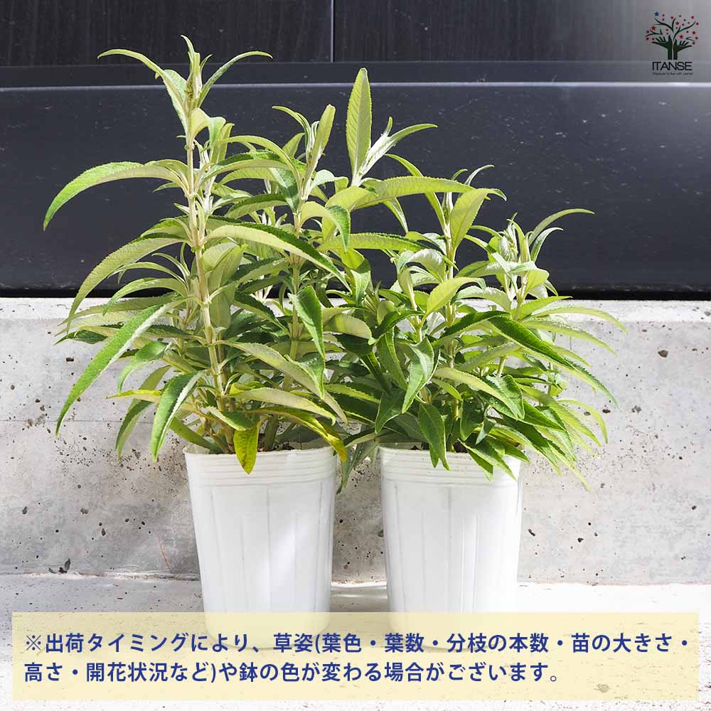 ブッドレア バタフライキャンディー リトルパープル 【花苗 3号ポット
