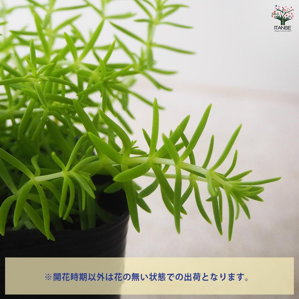 セダム メキシコマンネングサ 【多肉植物 3号ポット】｜ 【植物の 
