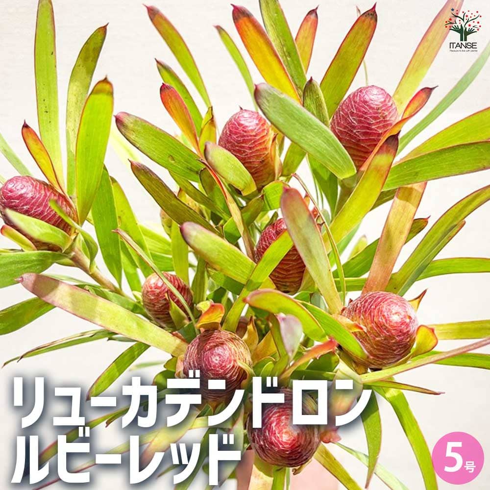 リューカデンドロン ルビーレッド 【花木苗 5号／1個売り】