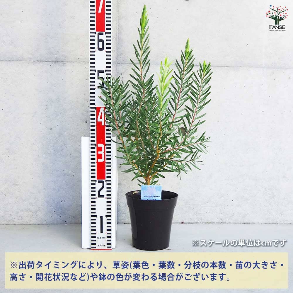 リューカデンドロン ルビーレッド 【花木苗 5号／1個売り】