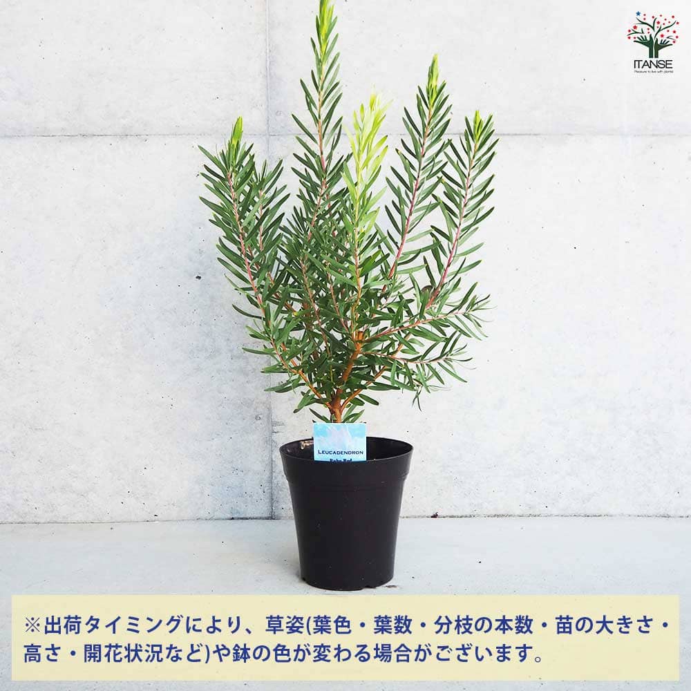 卓上用ドライ 南ア プロテア類 リューカデンドロン ルスカス 三又 グレビレ Amazon.co.jp: リューカデンドロン・サファリサンセット5号鉢