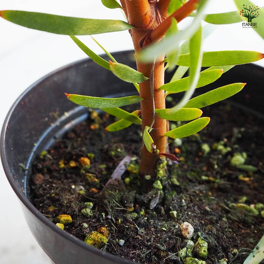 リューカデンドロン ルビーレッド 【花木苗 5号／1個売り】