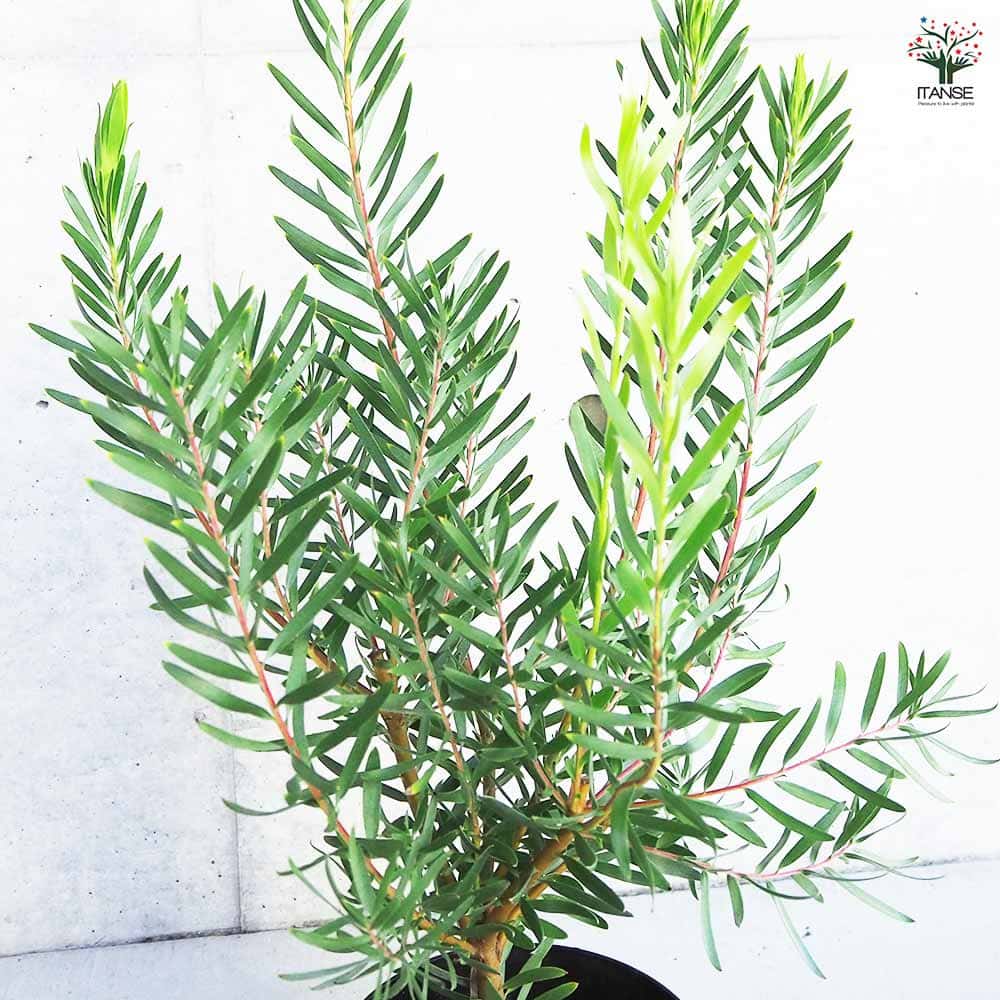 リューカデンドロン ルビーレッド 【花木苗 5号／1個売り