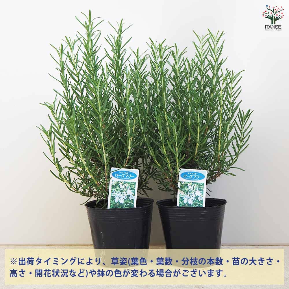 ローズマリー マリンブルー 【ハーブの苗 3.5～4号】｜ 【植物の