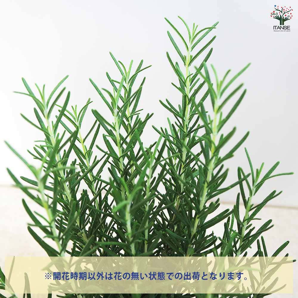 ご注文品】ローズマリー アブラクサス 発根済み 2苗 1500円にて承り