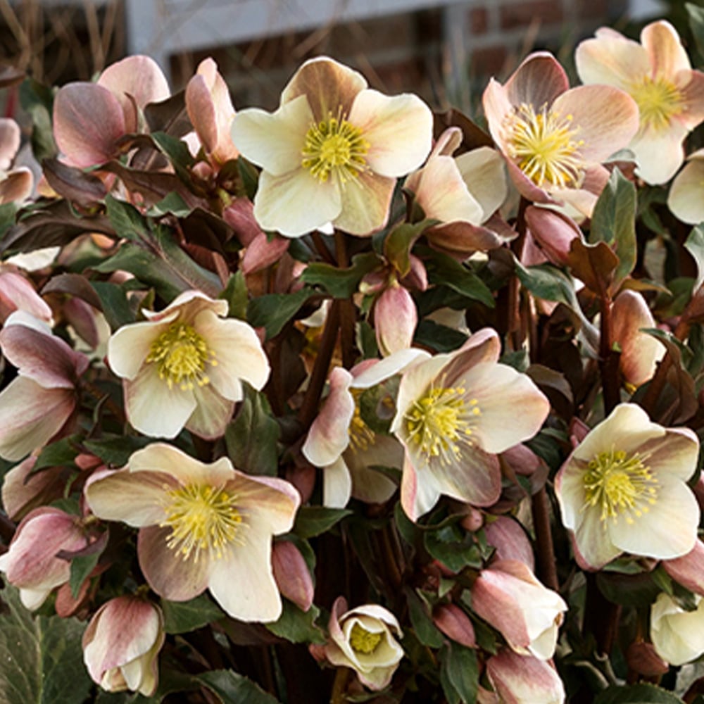 クリスマスローズ HGC キャメロット【花苗 4.5～5号ポット苗／1個売り