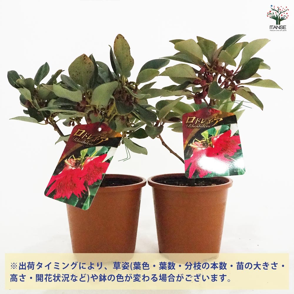 ロドレイア 【花木苗 4.5号／1個売り】｜ 【植物のITANSE】全品
