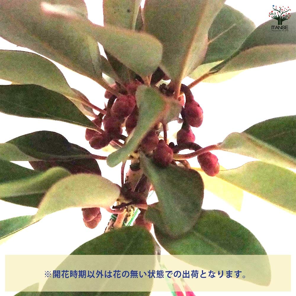 ロドレイア 【花木苗 4.5号／1個売り】｜ 【植物のITANSE