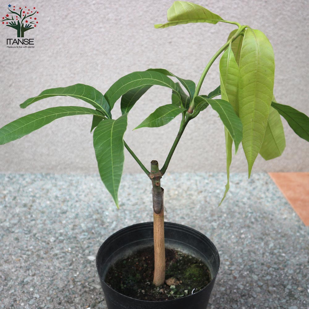 マンゴー苗 アップルマンゴー接木苗2本 51OleCr+U3L._AC_UF1000,