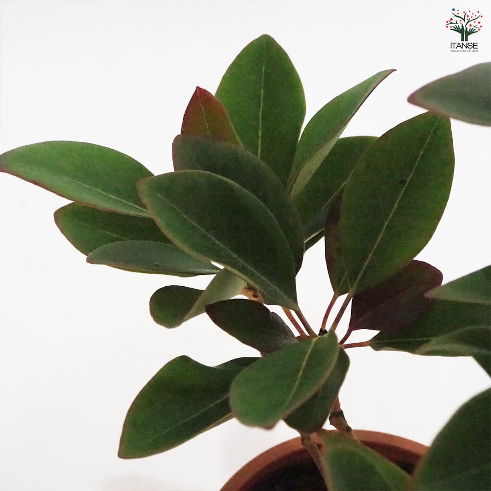 ロドレイア 【花木苗 4.5号／1個売り】｜ 【植物のITANSE】全品