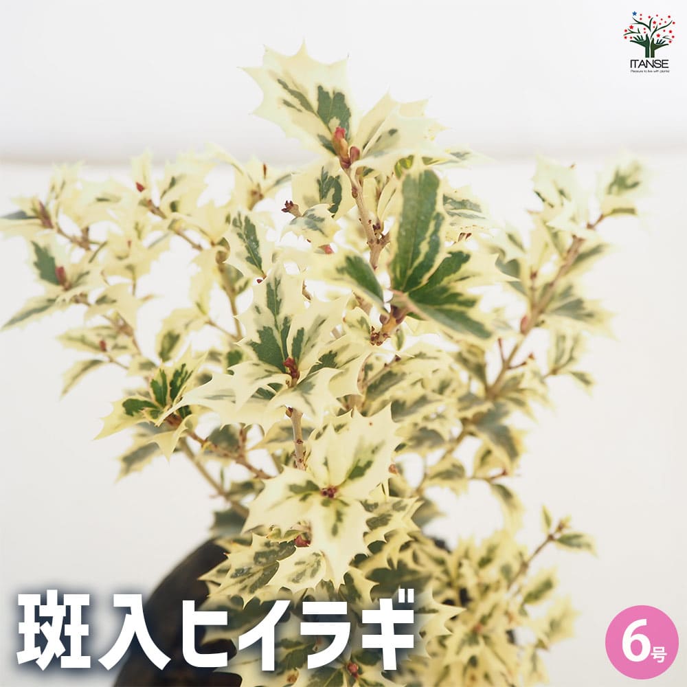 ひいらぎページ 斑入りヒイラギ【五色柊（ゴシキヒイラギ）】21cmポット | 神多野園芸