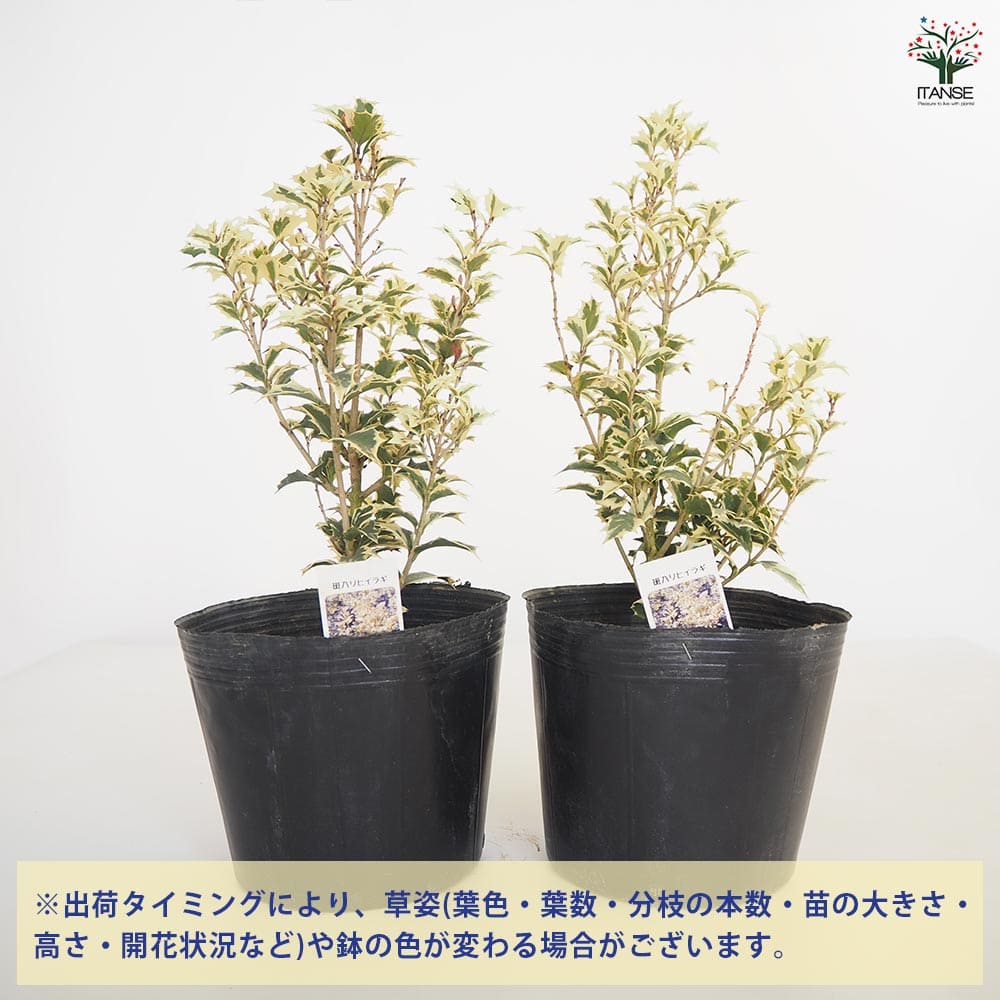 斑入ヒイラギ 【花木苗 6号／1個売り】｜ 【植物のITANSE】全品