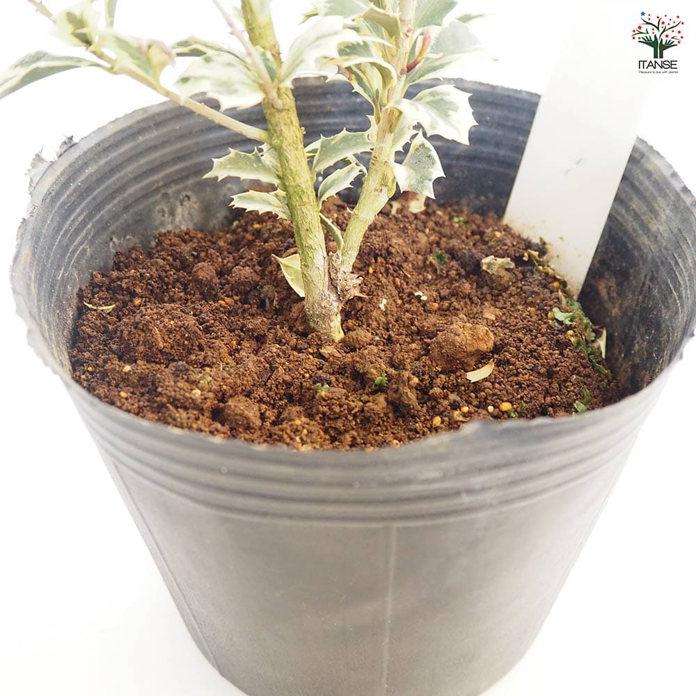 斑入ヒイラギ 【花木苗 6号／1個売り】｜ 【植物のITANSE】全品