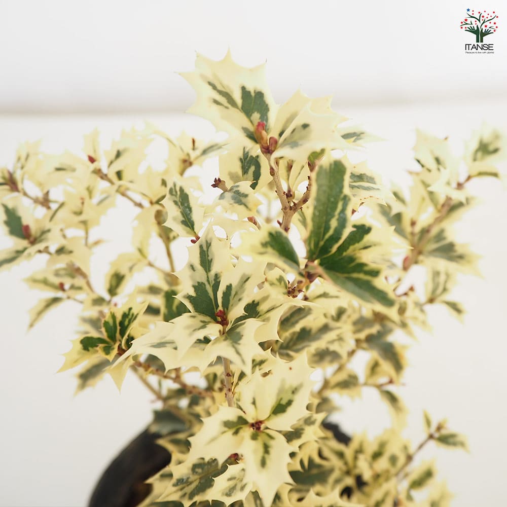 斑入りヒイラギ 苗木 特大株 斑入りヒイラギ 苗木 特大株