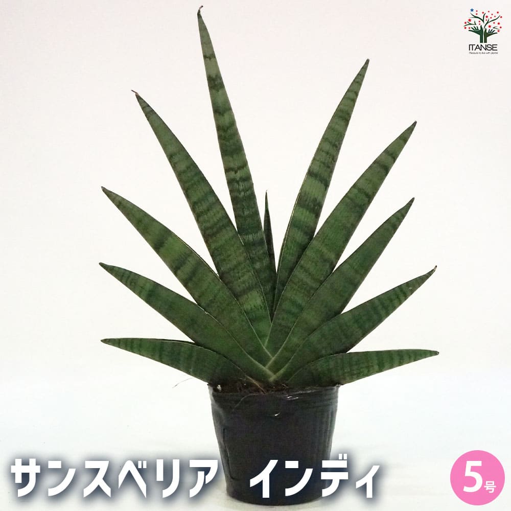 サンスベリア インディ 【観葉植物 5号ポット／1個売り】｜ 【植物の