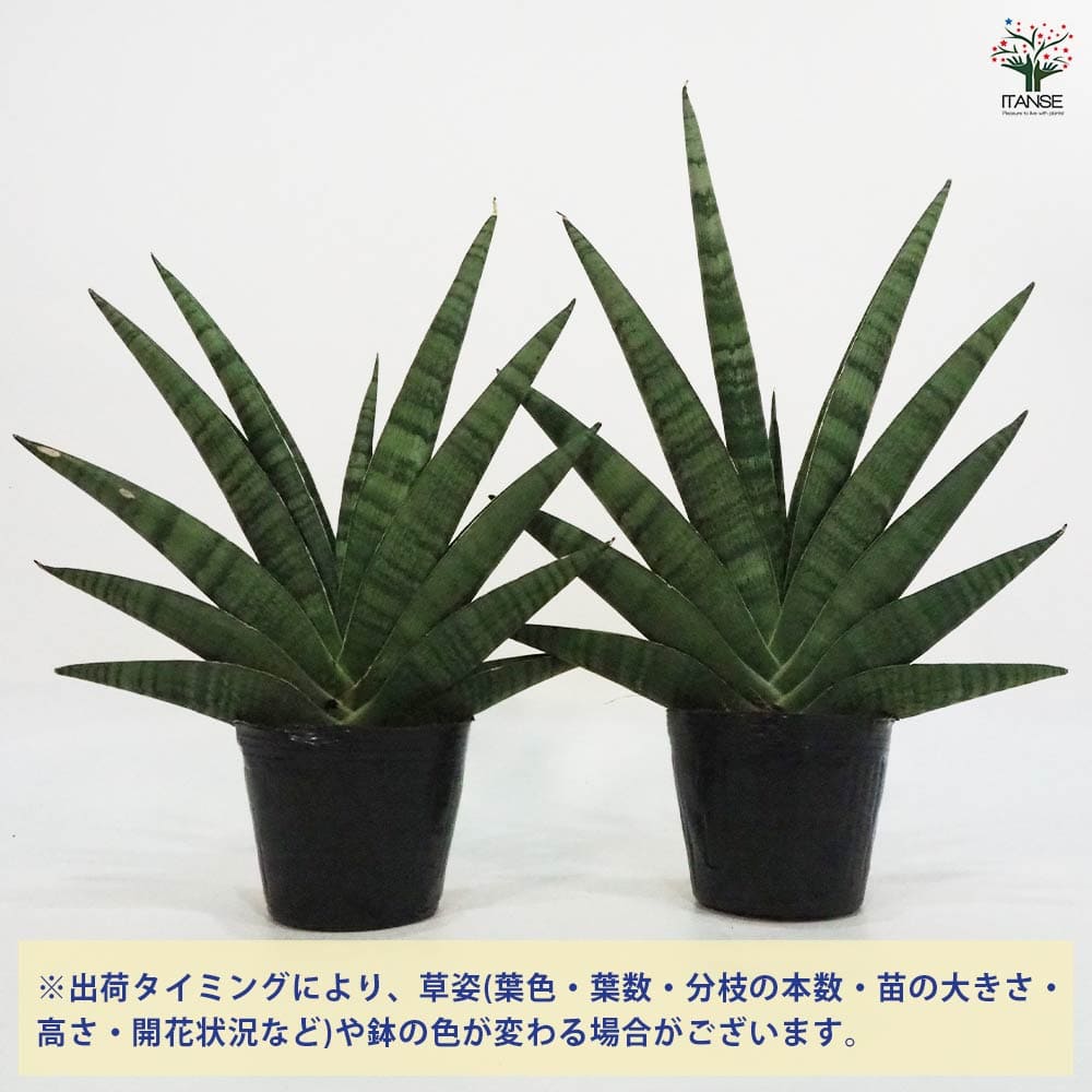 サンスベリア インディ 【観葉植物 5号ポット／1個売り】｜ 【植物の