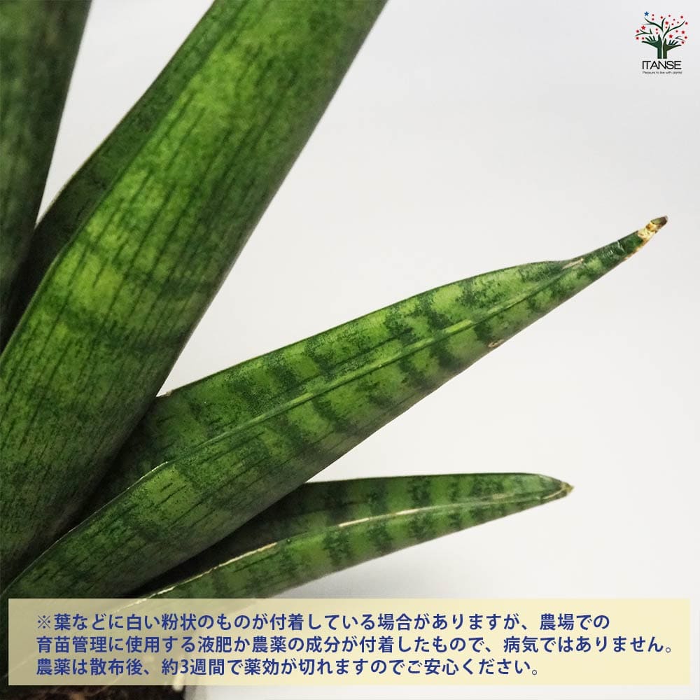 サンスベリア インディ 【観葉植物 5号ポット／1個売り】｜ 【植物の