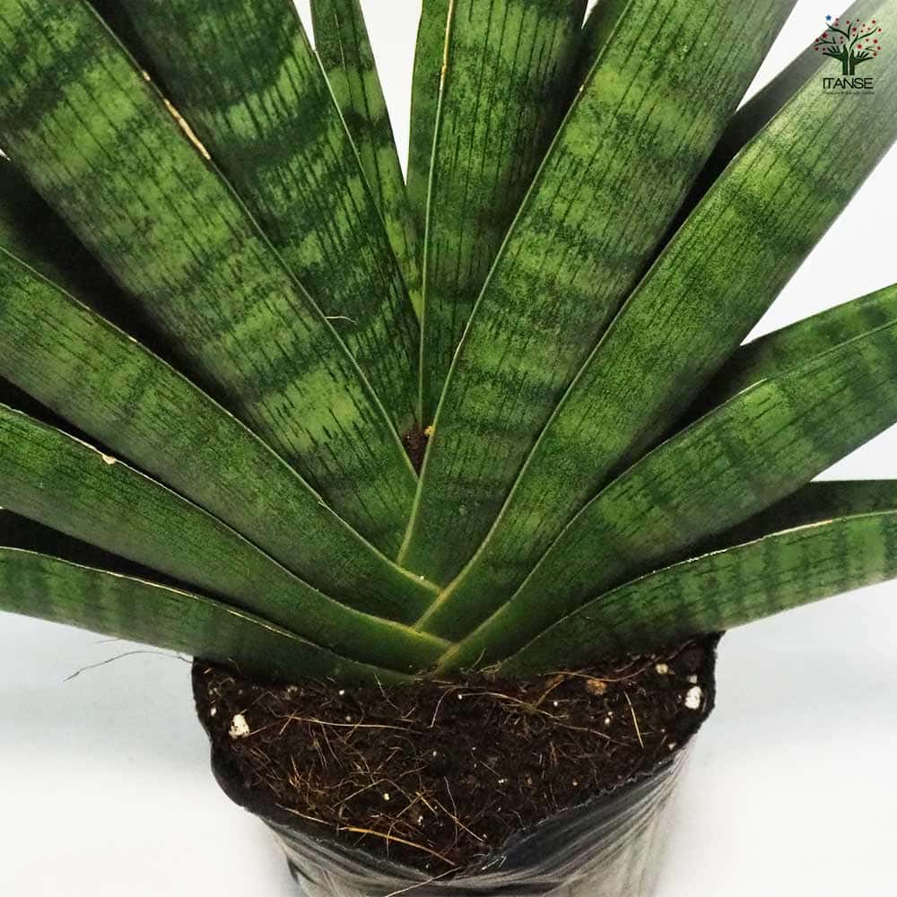 サンスベリア インディ 【観葉植物 5号ポット／1個売り】｜ 【植物の