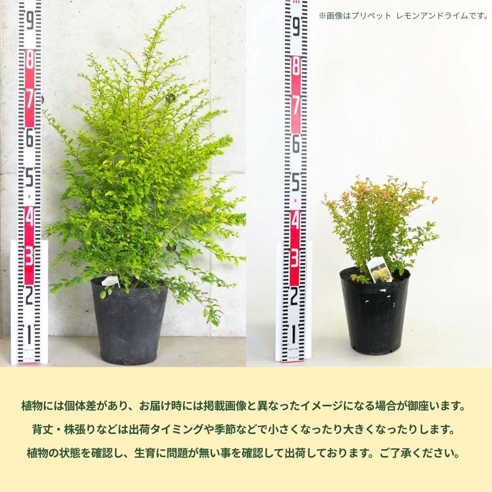 コウライシバ　シルバープリペット 園芸ネット本店｜シルバープリペット3.5号ポット の通販【公式】