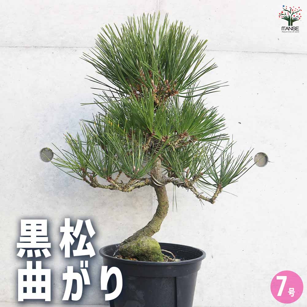 黒松 曲がり 【庭木 7号／1個売り】｜ 【植物のITANSE