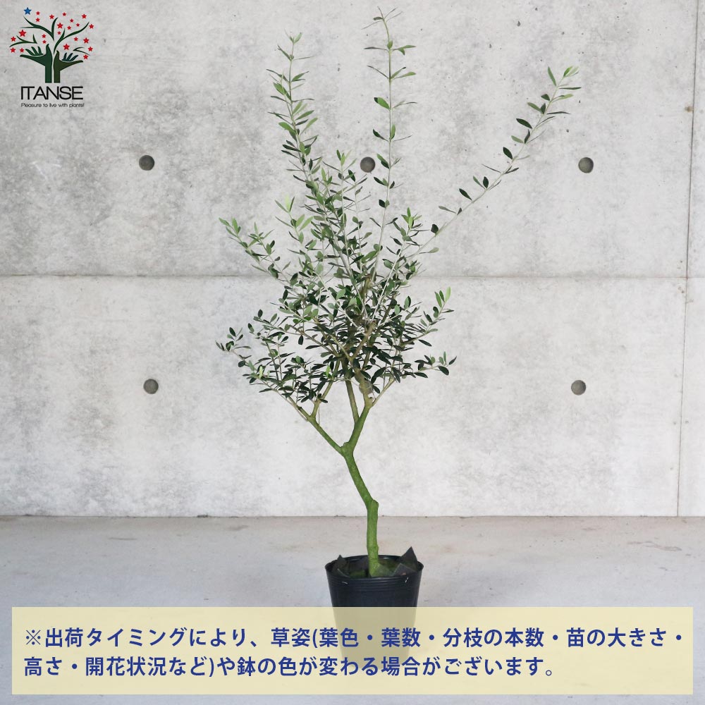 オリーブの木☆レッチーノ　オリーブの苗　苗木【338】 オリーブの苗木 レッチーノ【果樹の苗木 5号ポット苗 2年生