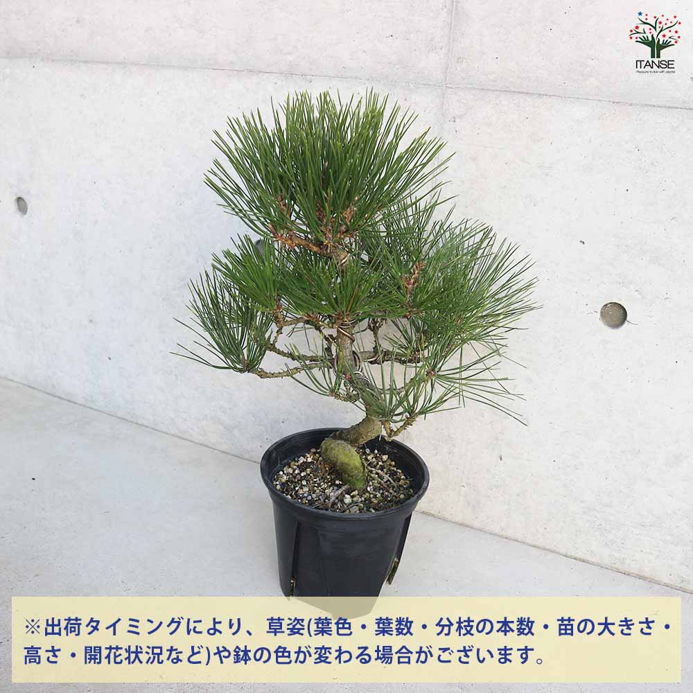 黒松 曲がり 【庭木 7号／1個売り】｜ 【植物のITANSE】全品送料