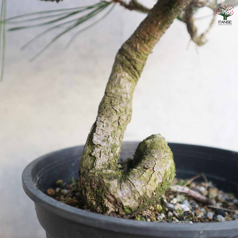 黒松 曲がり 【庭木 7号／1個売り】｜ 【植物のITANSE】全品送料