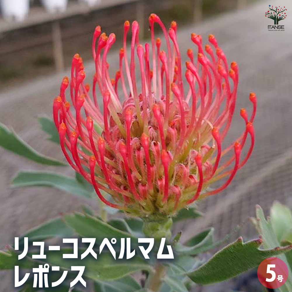 リューコスペルマム レポンス 【花木苗 5号／1個売り】｜ 【植物の
