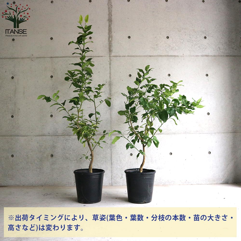 レモン大苗木 楽天市場】レモン 苗木 【ジャンボレモン （ポンテローザ）】 3年生